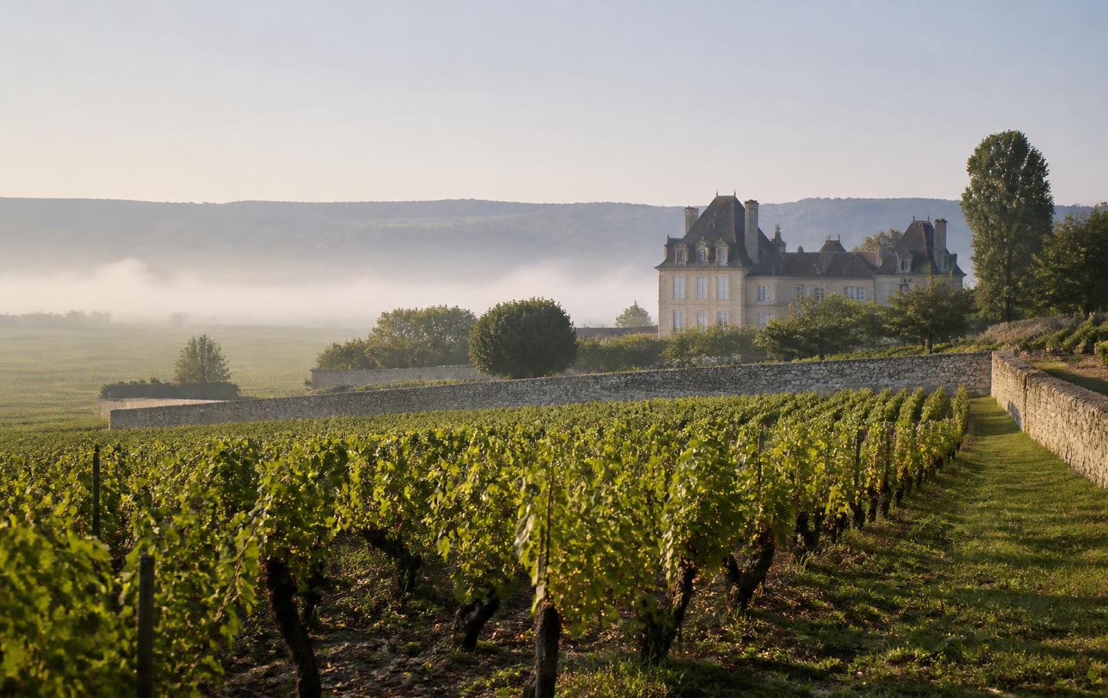 Vignoble français avec vieilles vignes, mur de pierre et château dans la brume