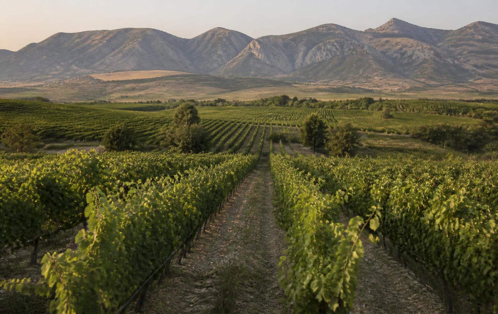 Vignoble de Macédoine du Nord avec montagnes arides à l'horizon